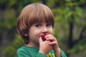 young boy eating a strawberry 